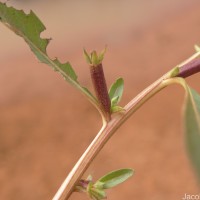 Ludwigia perennis L.